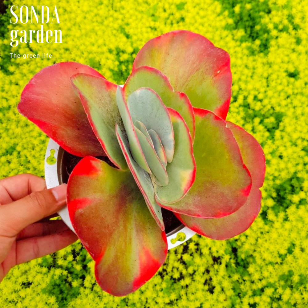 SEN ĐÁ CÁNH BƯỚM VAR SIZE ĐẠI SIÊU KHỎE ĐẸP LỖI 1 ĐỔI 1