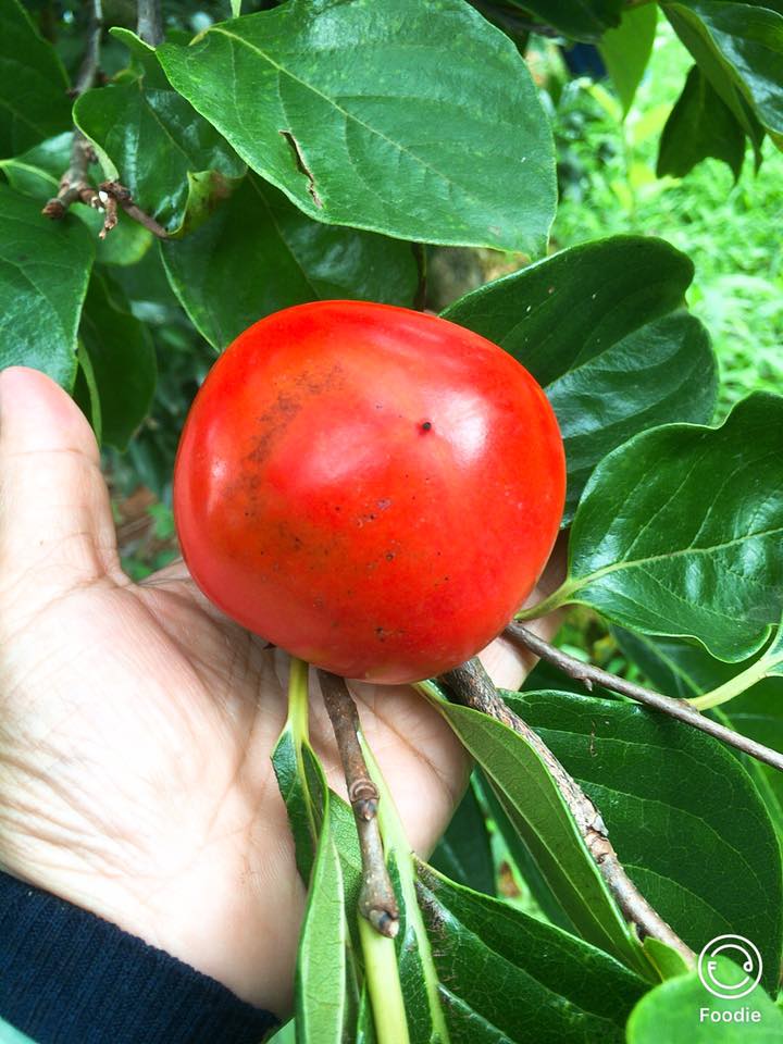 Cây HỒNG ĐỎ