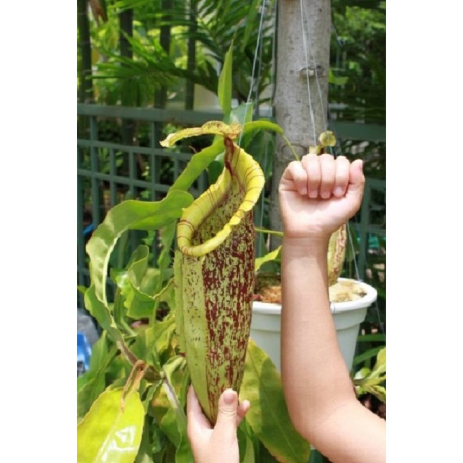 Ma45b gói 20 hạt giống cây nắp ấm