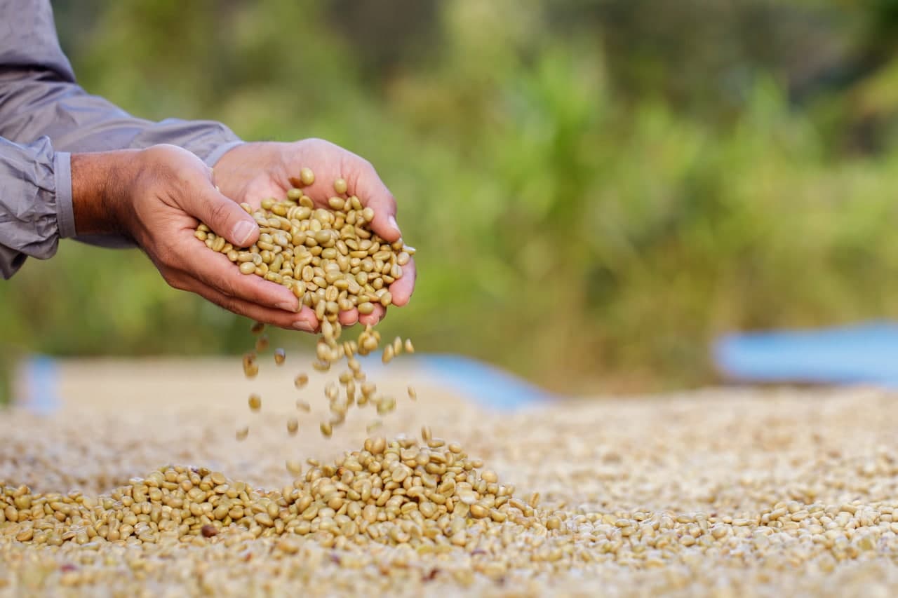Azzan Arabica  250g - Cà phê Arabica Cầu Đất, Lâm Đồng (hương trái cây, vị chua thanh)