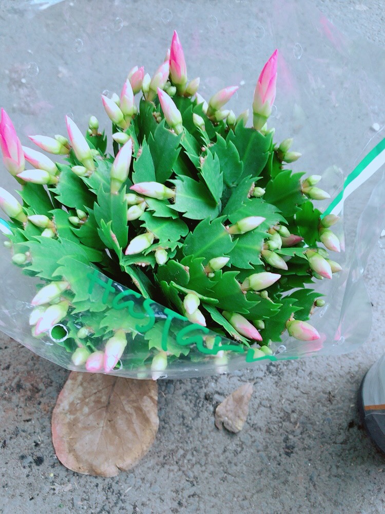 Bụi Hoa Quỳnh