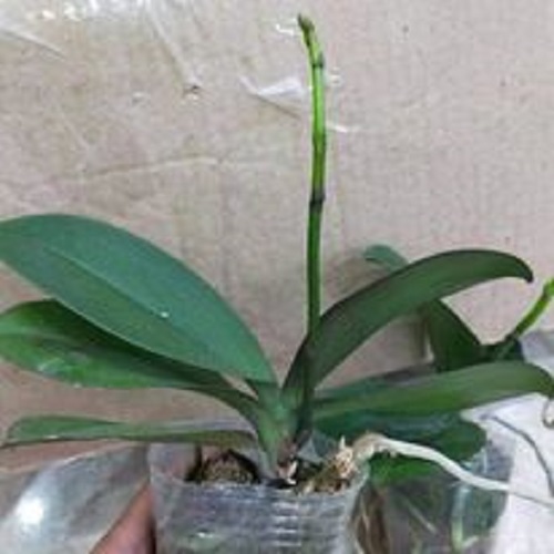 cây hoa lan hồ điệp