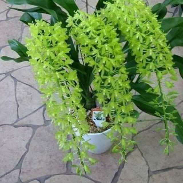 CÂY GIỐNG VŨ NỮ HOÀNG HẬU XANH, SIÊU ĐẸP