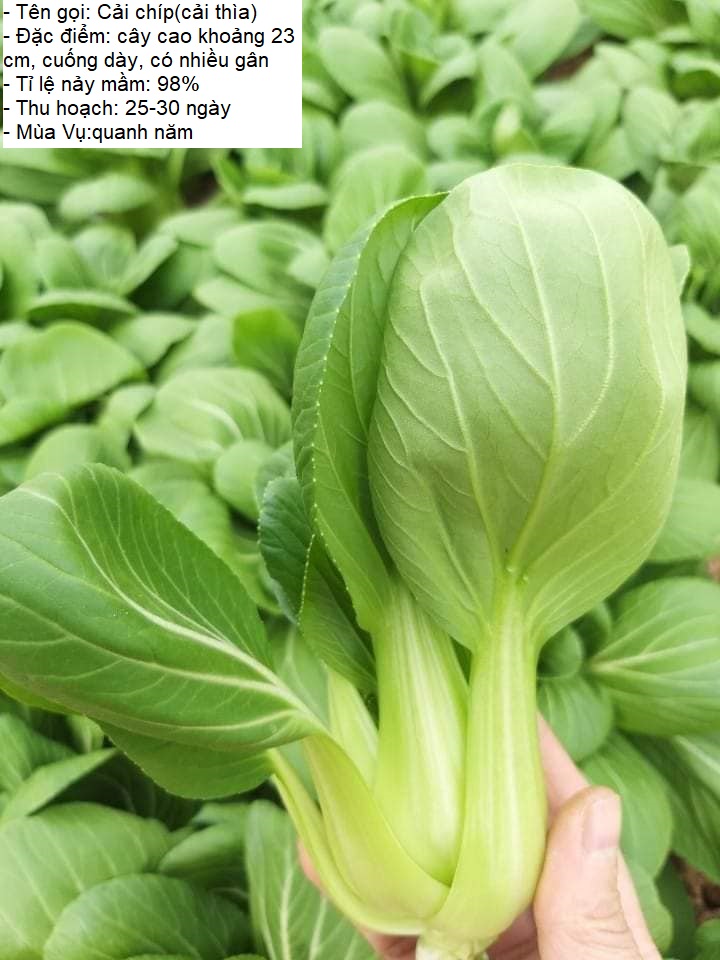Gói 20gram Hạt giống rau cải chíp (cải thìa - cải chít) -STT0012