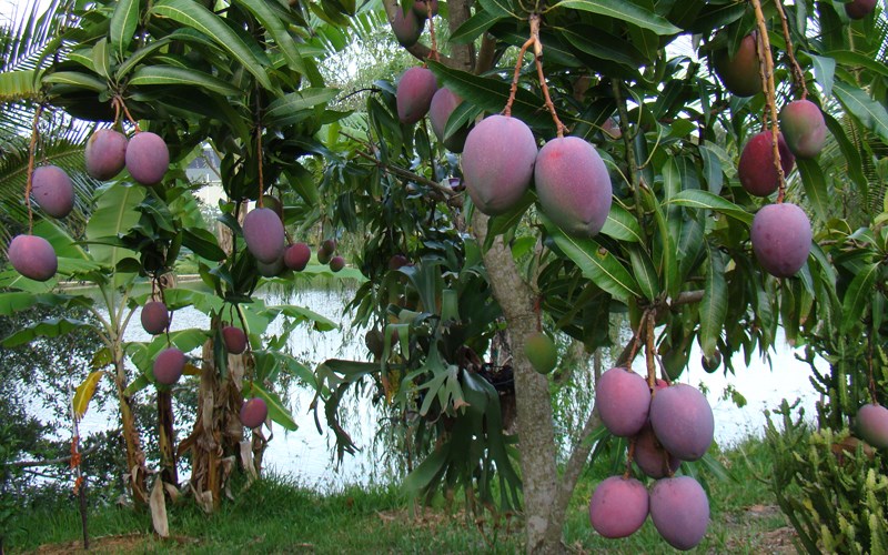 Cây giống Xoài Đài Loan Đỏ  ( Xoài Ngọc Vân ). [ CÂY GHÉP đẹp cao như Hình  CHO TRÁI SỚM ].