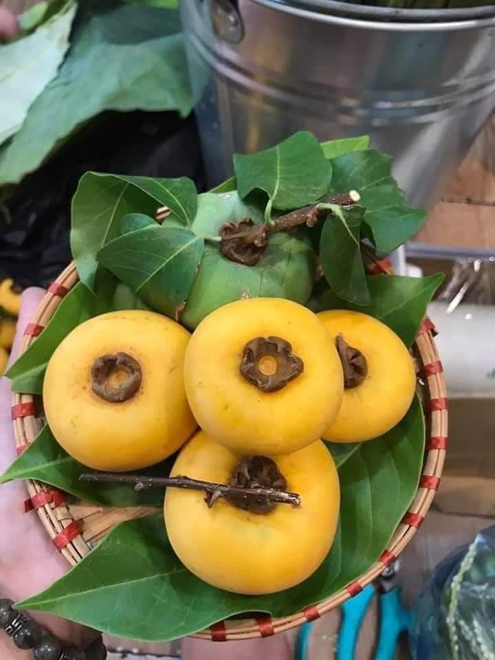 Cây giống thị thơm