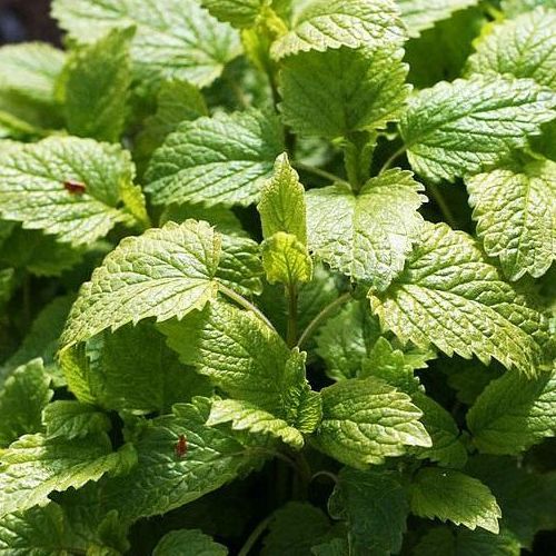 Hạt Giống Bạc Hà Chanh (LEMON BALM 601) 1gr
