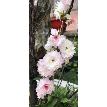 Nhất chi mai cây giống