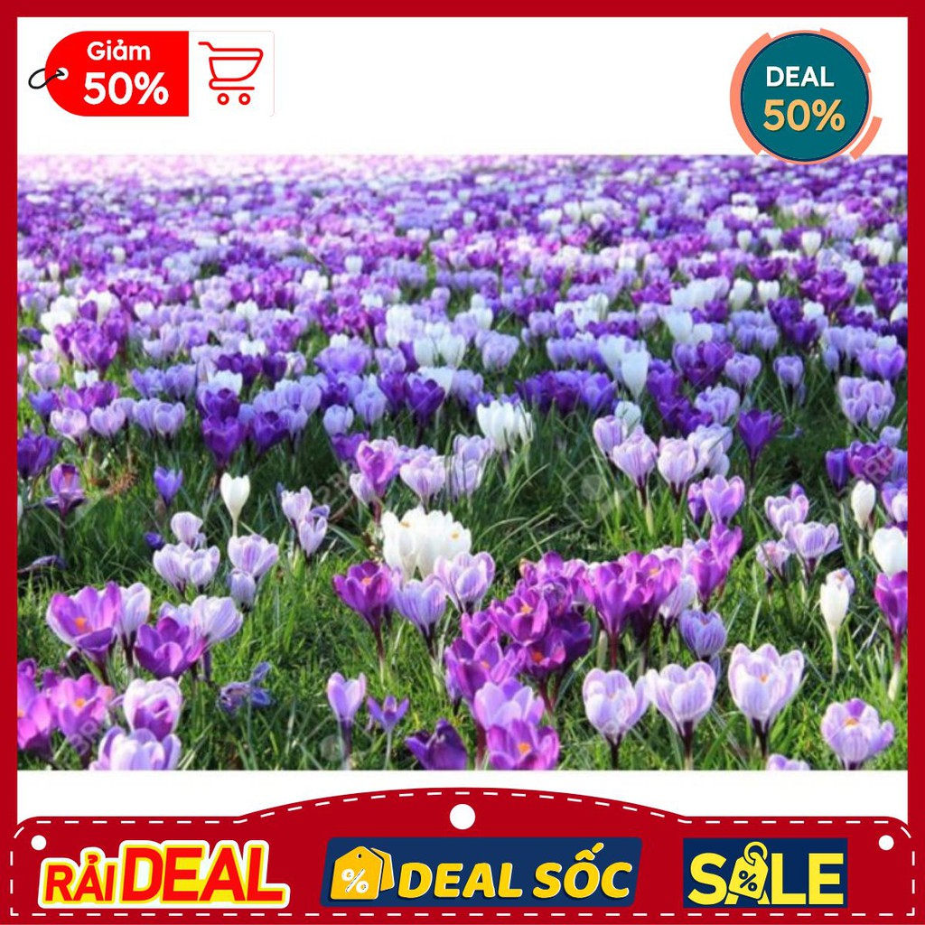 1 Củ hoa nghệ tây  saffron