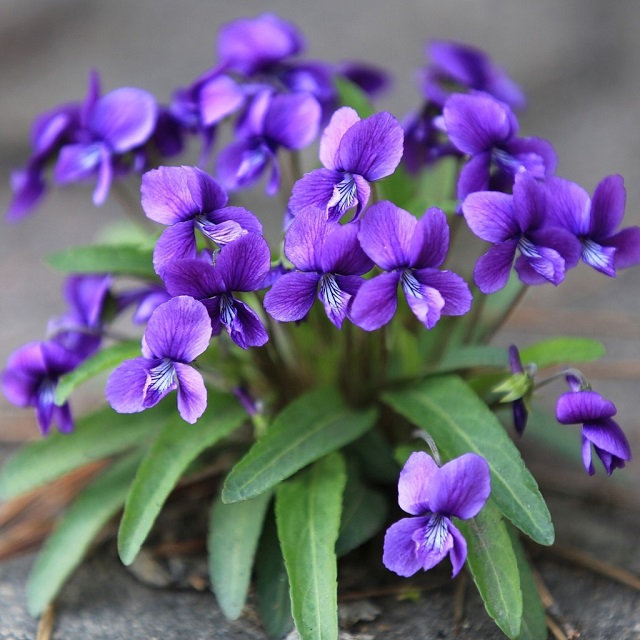 Hạt giống hoa violet - gói 0,1 gam
