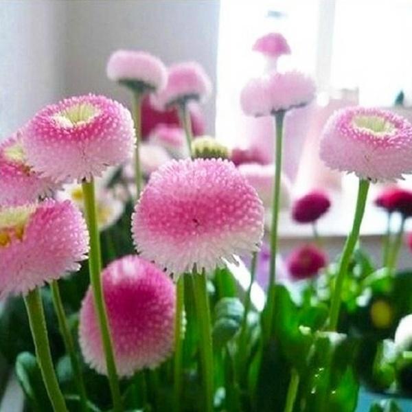 [Mới] - Hạt giống hoa cúc anh mix  giá rẻ