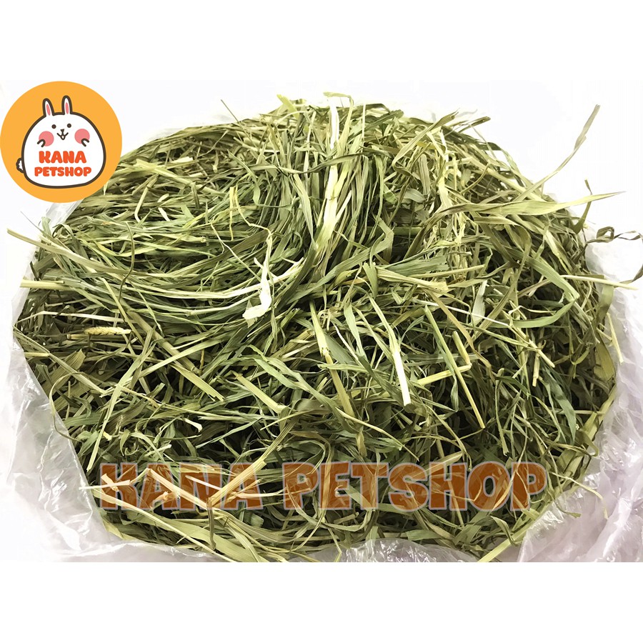 Cỏ Lúa Mì Nguyên Cây . Cỏ Lúa Mì Nguyên cọng Thức Ăn Cho Thỏ và Bọ