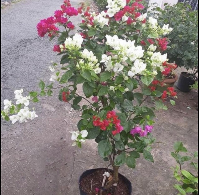 Cây hoa giấy ngũ sắc (gửi cây như hình 6)