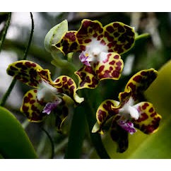 LAN CẨM BÁO RỪNG TÂY BẮC