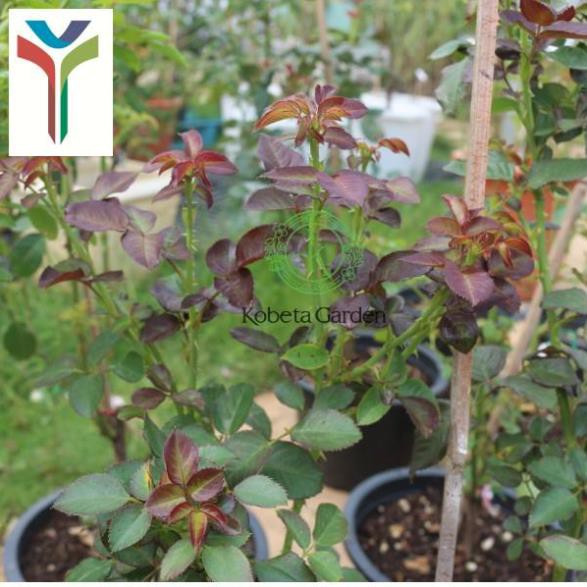 1KG PHÂN BÓN HỮU CƠ SINH HỌC HUMIC GAP