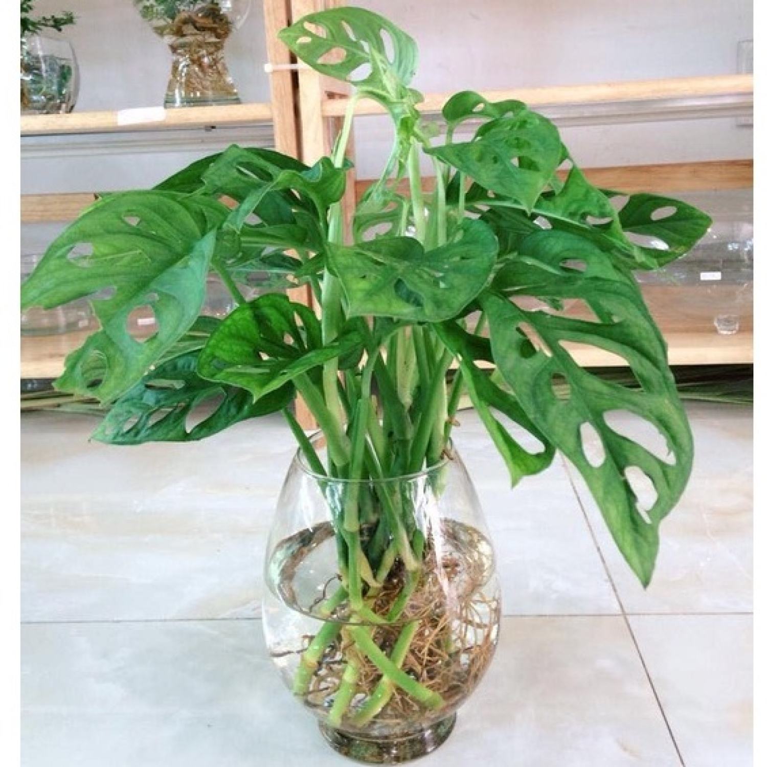 Cây Trầu Bà Lỗ để bàn - Monstera obliqua