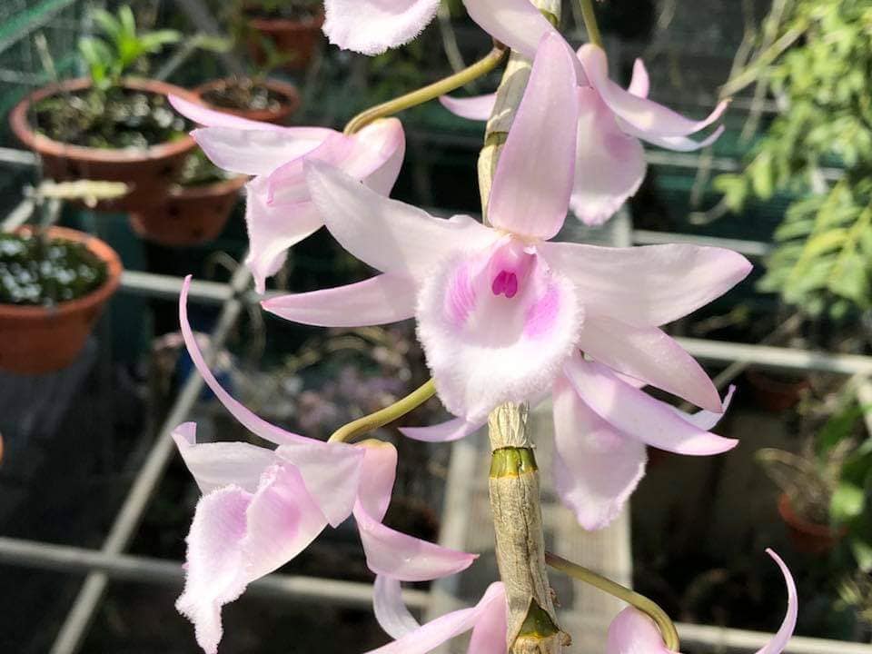 Phi điệp Hồng Trời Đánh gieo hạt Chậu 52