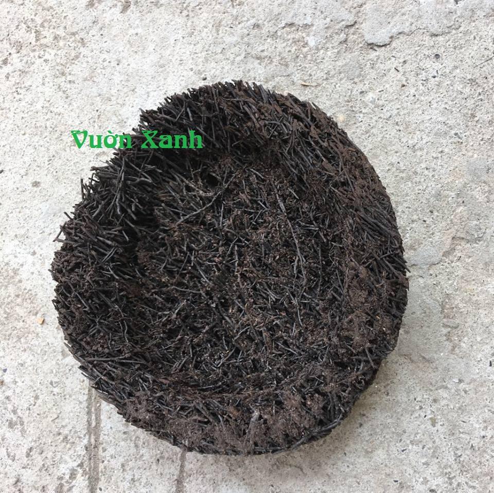 Dớn tròn ghép lan - Giá thể trồng hoa lan KT 20x5cm