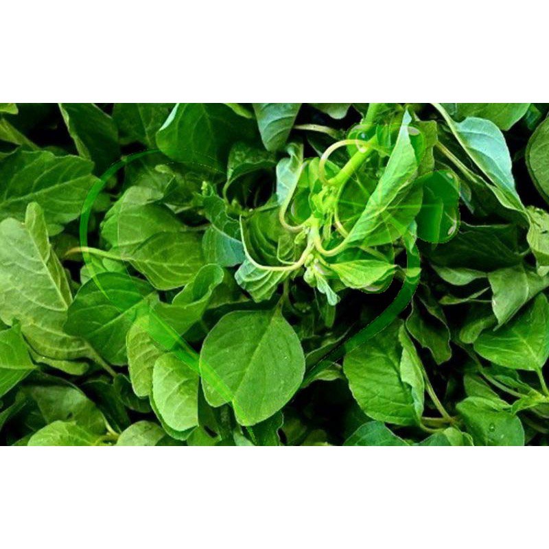 Hạt giống dền vàng, dền cơm - gói 10 gram