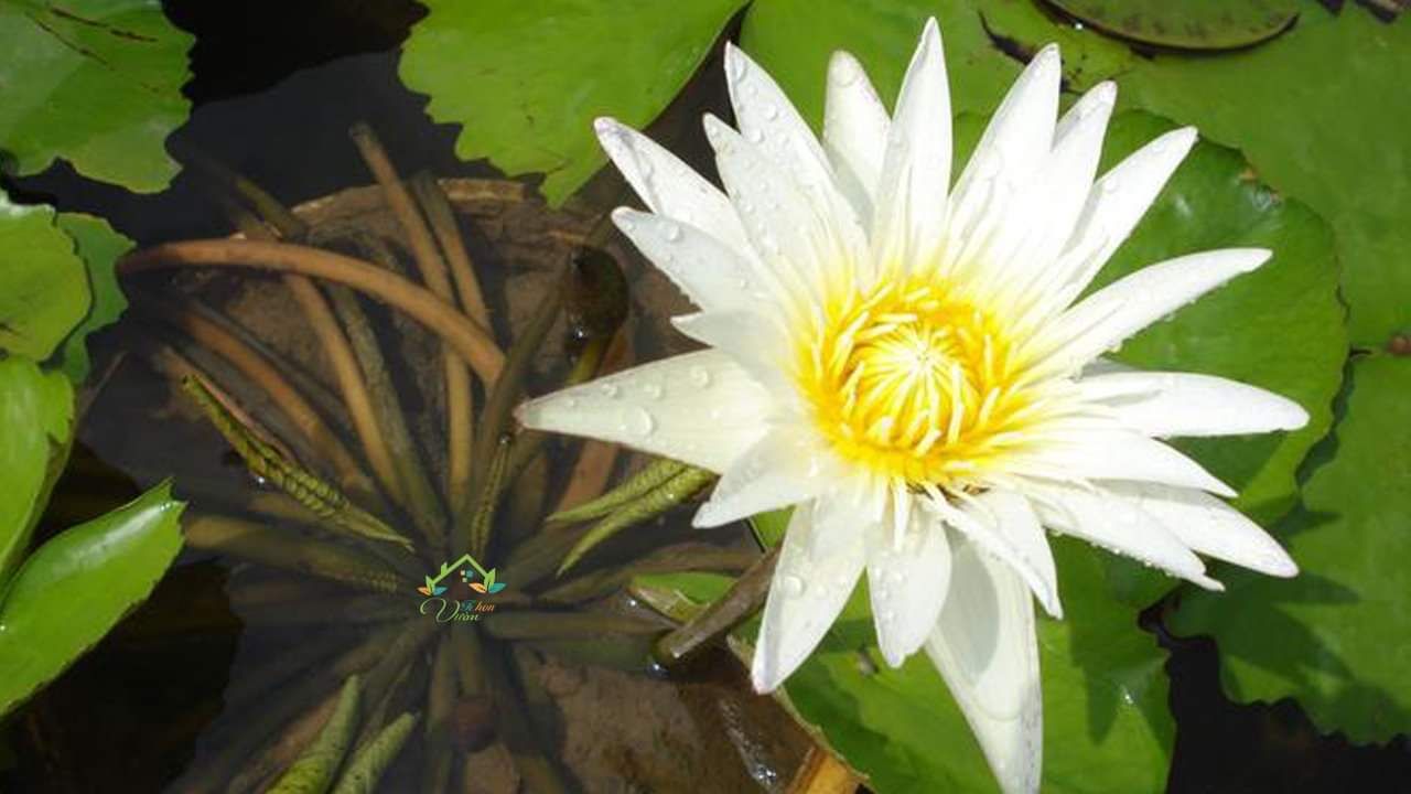 cây hoa súng đẹp