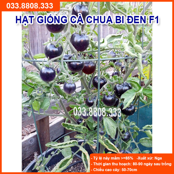 Hạt giống cà chua bi đen - giống mới