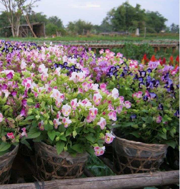 Hạt giống hoa Mắt Nai (Tô Liên) Mix - 10hat/gói