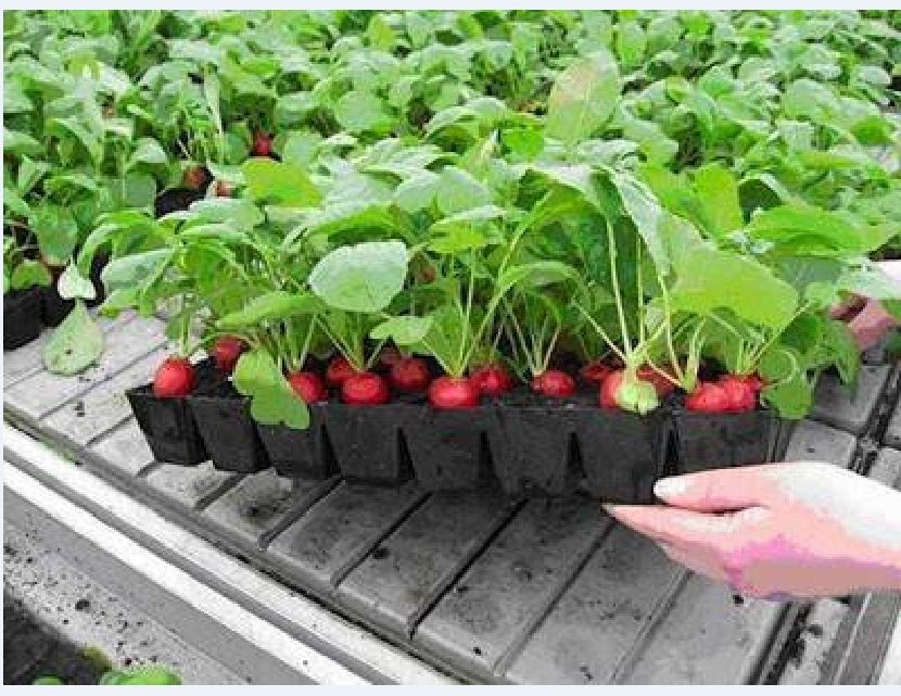 Tiny Red Radish Seeds - 5Gram Pack