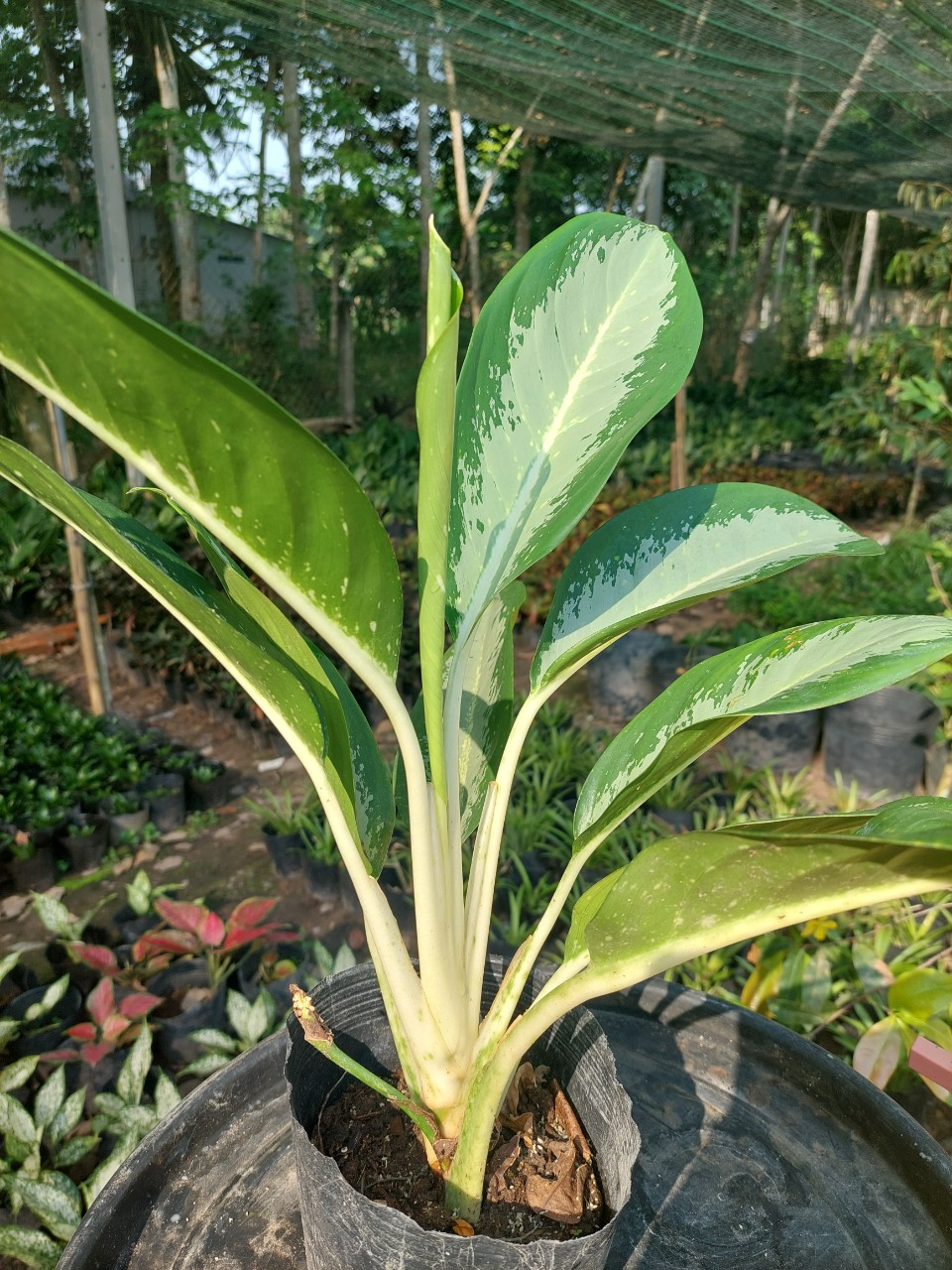 Cây thanh lam (mua 5 cây tặng thêm 1 cây)