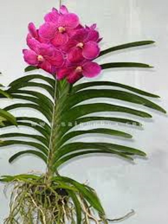 cây giống lan vanda, hàng nhập thái lan, đủ màu