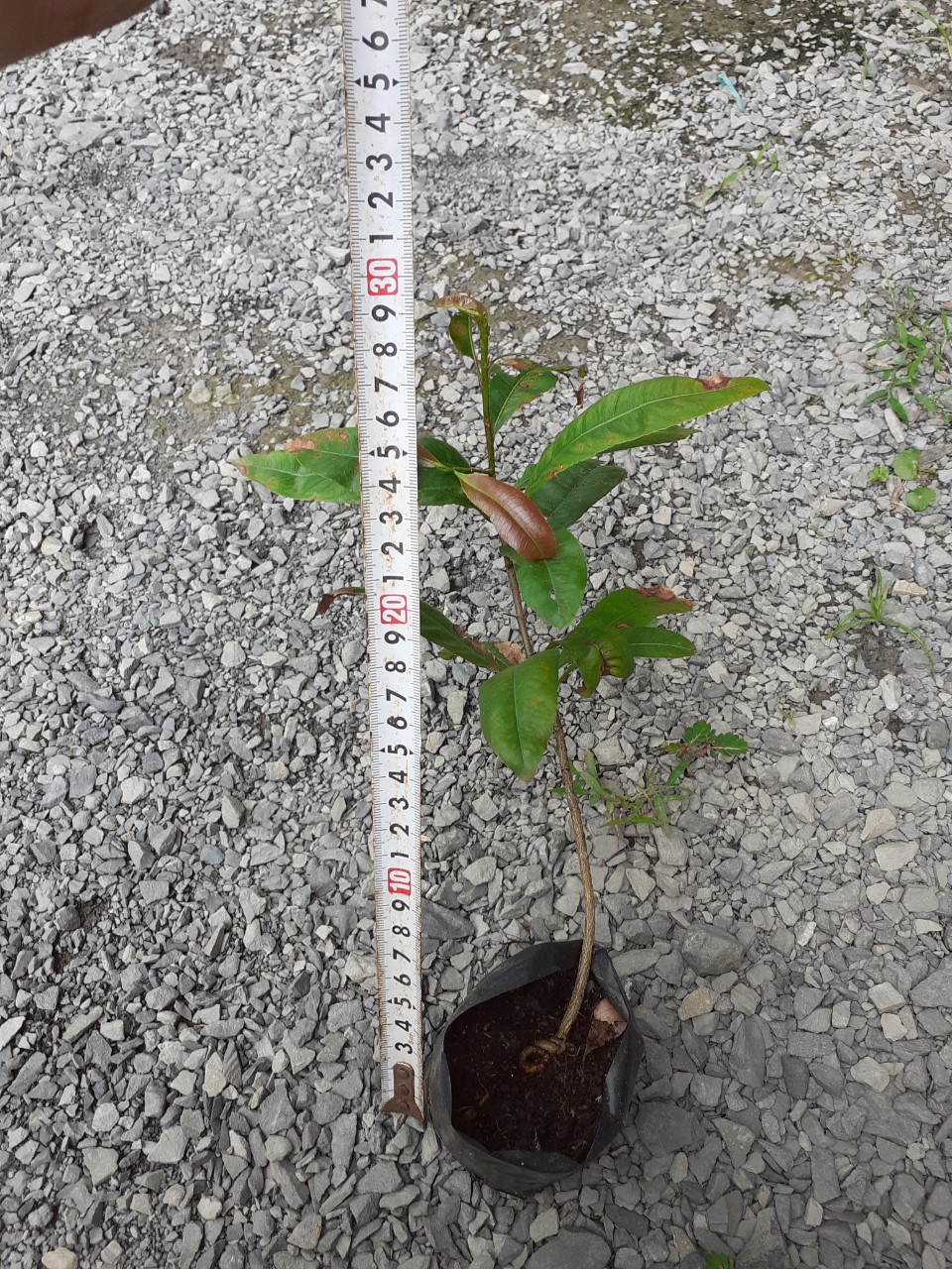 30 Cây Mai Vàng Con 5-8 Cánh Cao 25-30cm