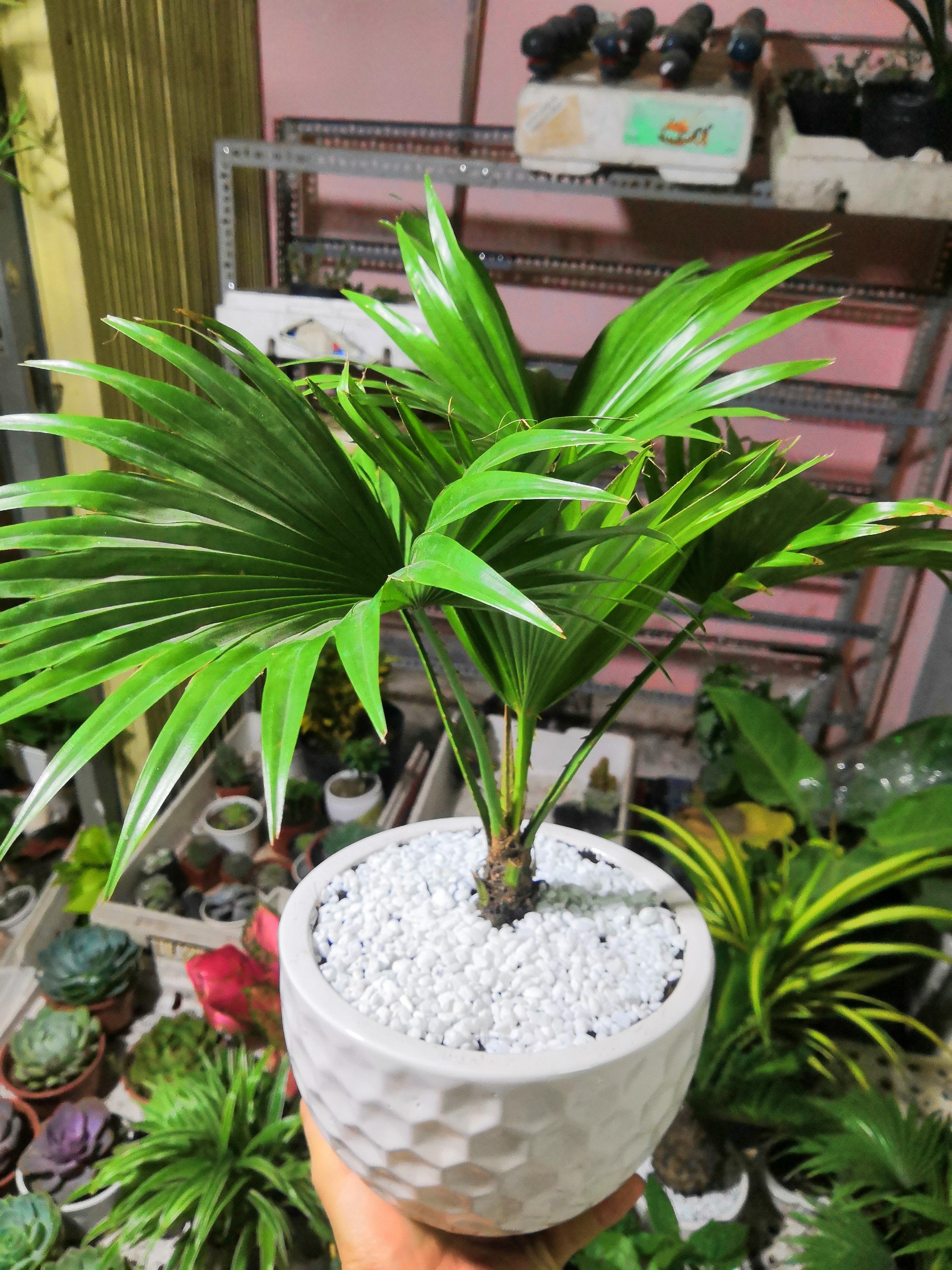 Cây Cọ Nhật