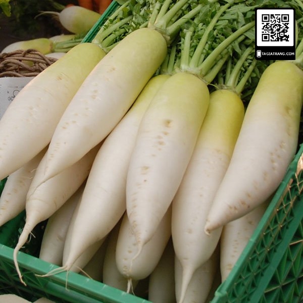 1KG Hạt giống Củ Cải Trắng