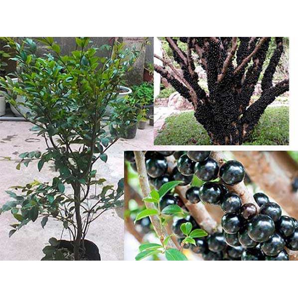 Cây giống Nho Thân Gỗ tứ quý - cây giống nhỏ
