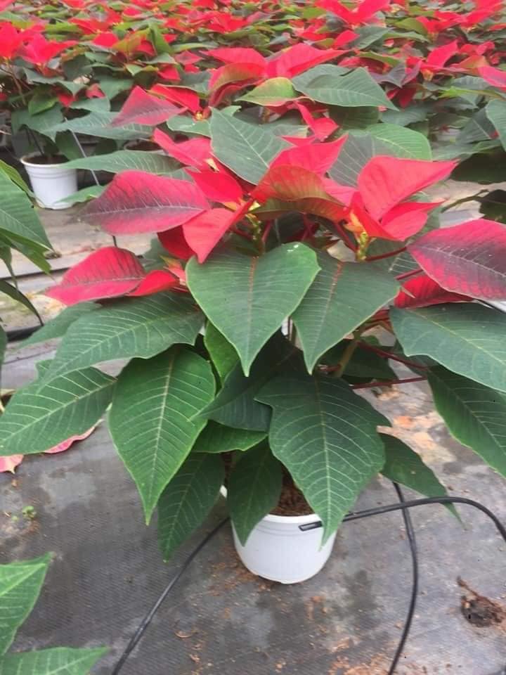 CÂY HOA TRẠNG NGUYÊN