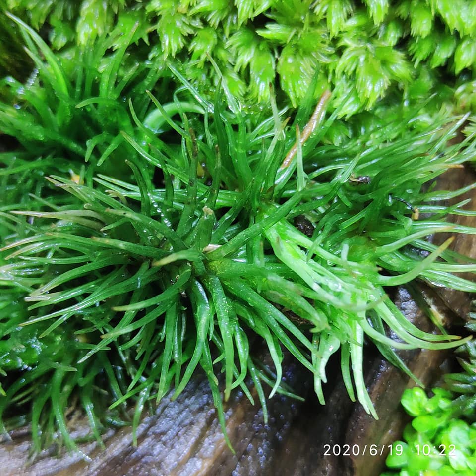 Rêu cỏ mây Giganteum dùng làm terrarium