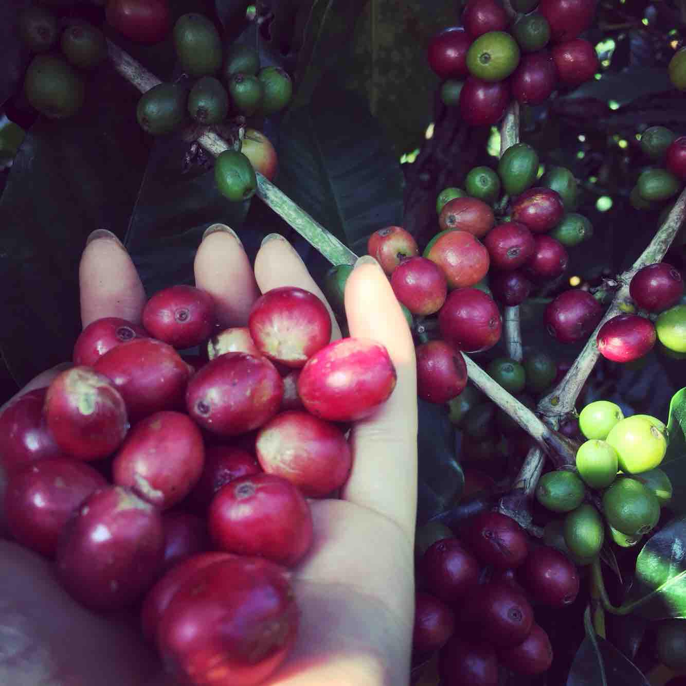 Cascara tea