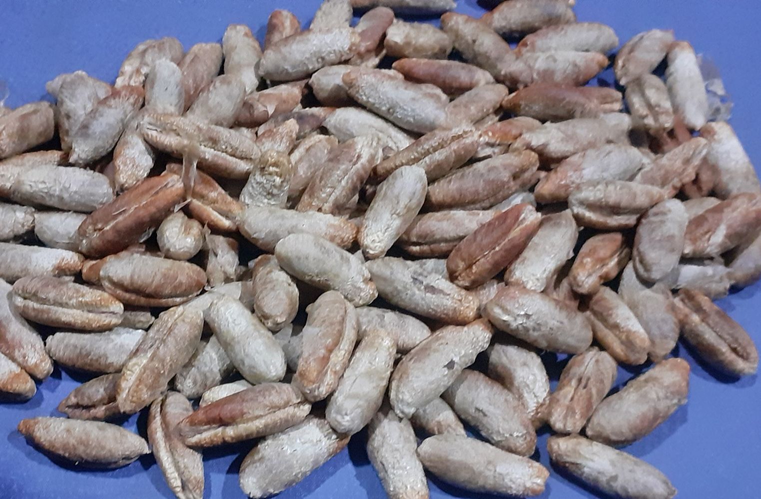 Hạt giống chà là ăn trái