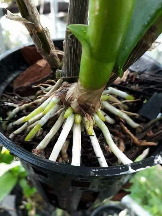 [HCM]Chế phẩm Hùng Nguyễn 6 trong 1