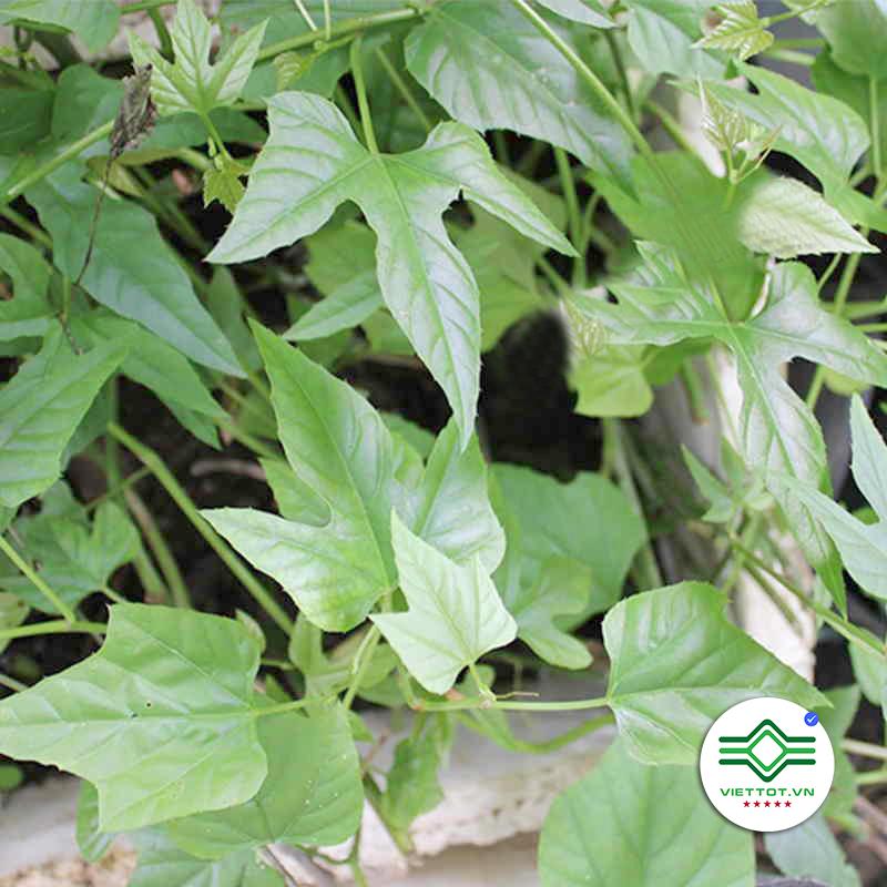 Cây chìa vôi khô 1KG - VT187