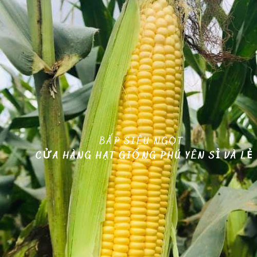 Hạt giống bắp siêu ngọt Nova gói 50 gram