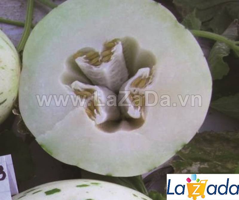 25 HẠT Hạt Giống Dưa Lê Đốm Hàn Quốc (B3.504| A2*X55*M180)