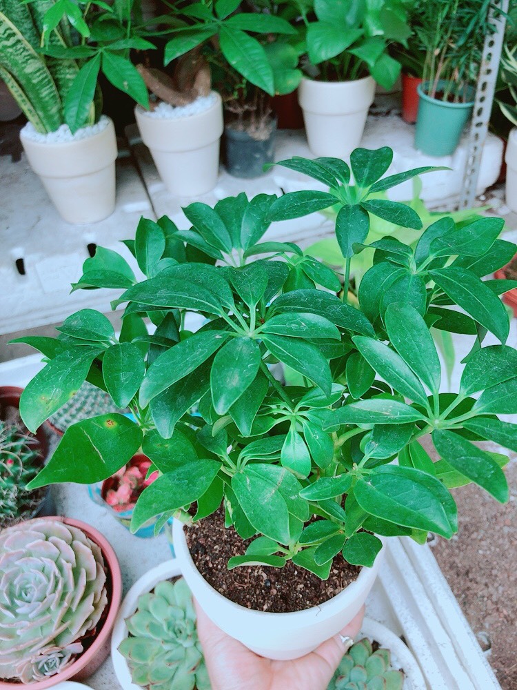 Chậu cây ngũ gia bì