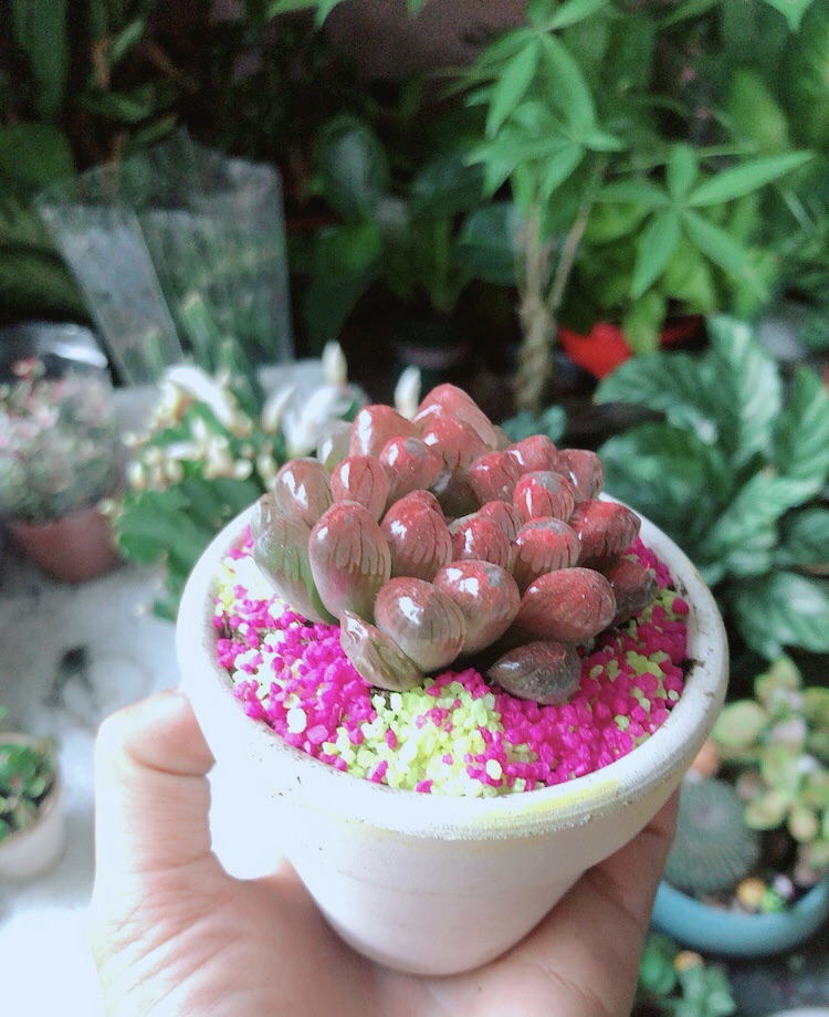 [HCM]Chậu Cây Kim Cương Copi Màu Đỏ