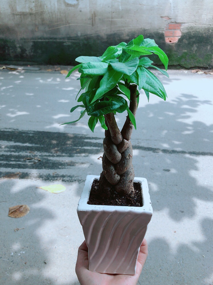 [HCM]Chậu Kim Ngân Thắt Bính 3 Thân