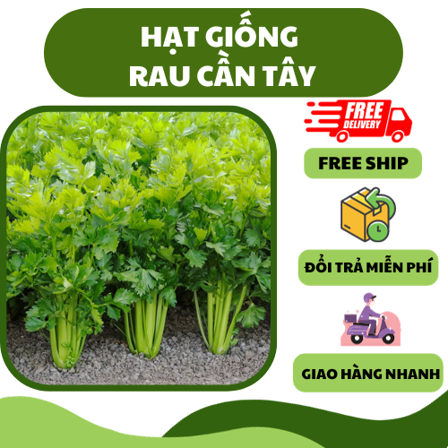 Hạt giống rau cần tây chịu nhiệt - thơm mát, giàu dinh dưỡng, trồng quanh năm