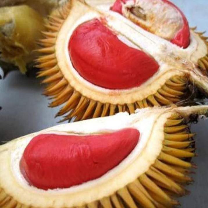 CÂY GIỐNG SẦU RIÊNG RUỘT ĐỎ