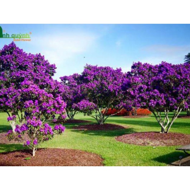 CHẬU HOA MUA TÍM THÁI LAN SIÊU ĐẸP