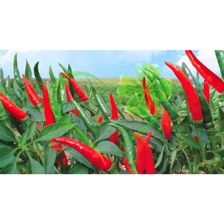 Hạt giống ớt chỉ thiên siêu cay ớt hiểm - gói 0.3 gram