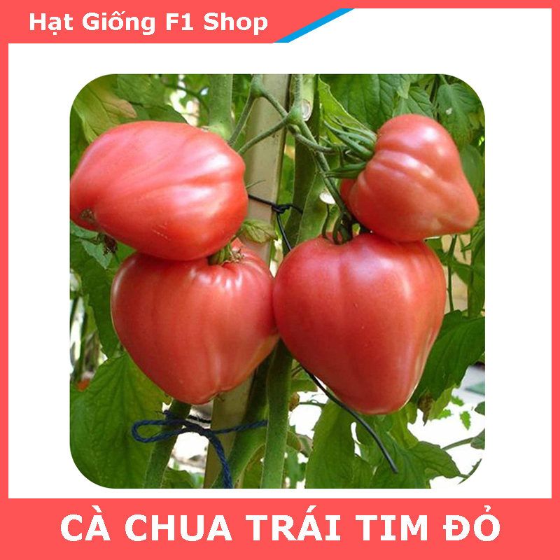 Hạt Giống Cà Chua Trái Tim Đỏ Đẹp Mắt Vị Ngon