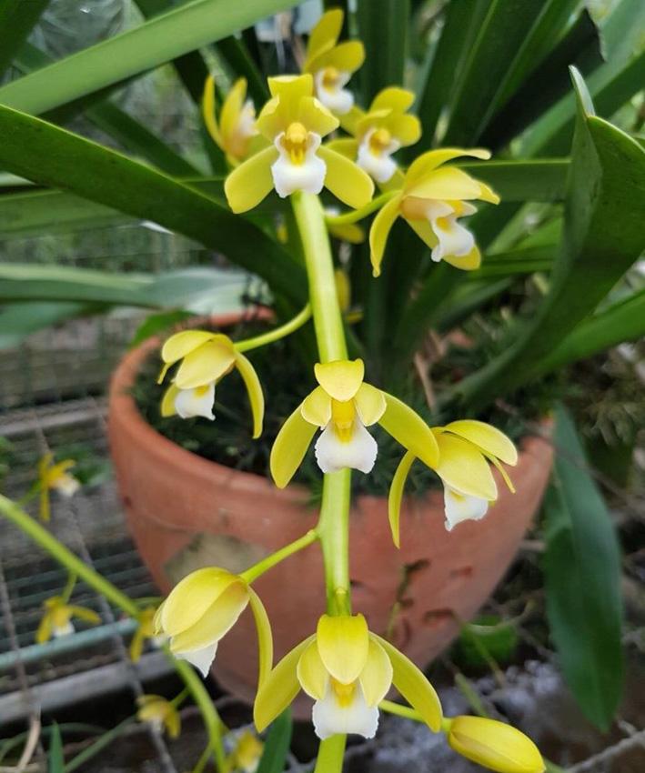 [M' Orchid] 200g Phân vàng tan chậm thái lan 14-14-14 cho phong lan phi điệp. Phân chì vàng, phân tan chậm vàng thái lan Osmocote